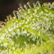 Load image into Gallery viewer, killer kush virgin oil ~ now available for immediate delivery