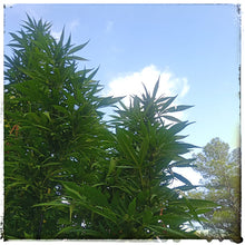 Load image into Gallery viewer, Organic CannaConfectioner ~ chocolate bar ~ 500mg