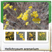 Load image into Gallery viewer, McC Organic ~ infused immortal flower honey