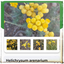 Load image into Gallery viewer, McC Organic ~ infused immortal flower honey