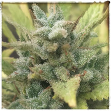 Load image into Gallery viewer, killer kush virgin oil ~ now available for immediate delivery