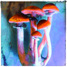 Load image into Gallery viewer, Magic Marmalade ~ orange