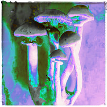 Load image into Gallery viewer, Magic Marmalade ~ orange