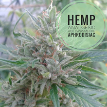 Load image into Gallery viewer, McC Organic ~ high cbd tea kombucha