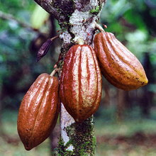Load image into Gallery viewer, McC Organic ~ ceremonial grade organic cacao