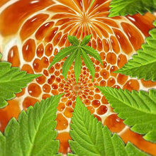 Load image into Gallery viewer, McC Organic ~ infused pine needle honey