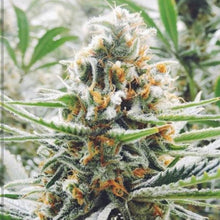 Load image into Gallery viewer, McC Organic ~ infused lavender kush honey