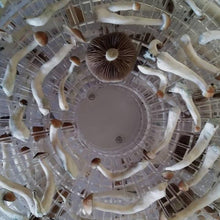 Load image into Gallery viewer, Organic CannaConfectioner ~ dark chocolate microdose mushroom bar