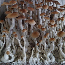 Load image into Gallery viewer, Organic CannaConfectioner ~ dark chocolate microdose mushroom bar