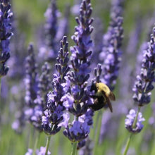 Load image into Gallery viewer, McC Organic ~ lavender honey