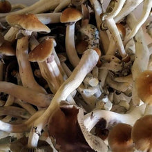 Load image into Gallery viewer, Organic CannaConfectioner ~ dark chocolate macrodose mushroom bar