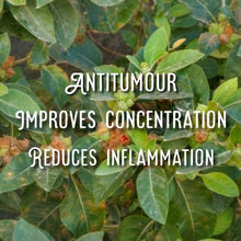 Load image into Gallery viewer, McC Organic ~ sea moss gel