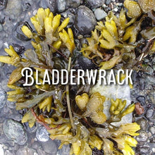 Load image into Gallery viewer, McC Organic ~ sea moss gel