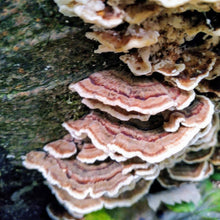 Load image into Gallery viewer, Yew Grove Apothecary ~ turkey tail tincture
