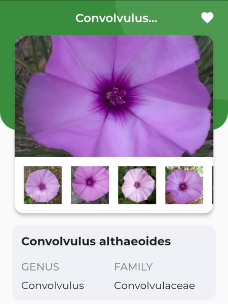 Convolvulus althaeoides