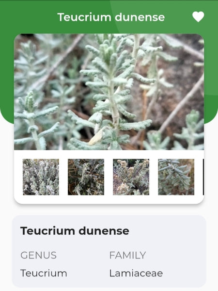 Teucrium dunense