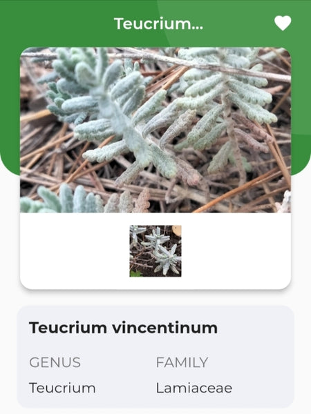 Teucrium vincentinum