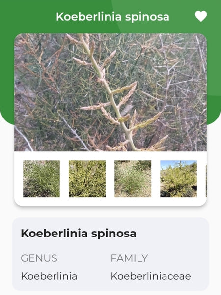 Koeberlinia spinosa