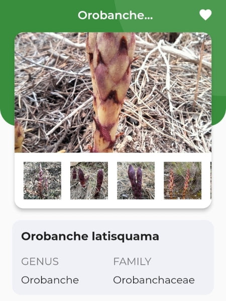 Orobanche latisquama