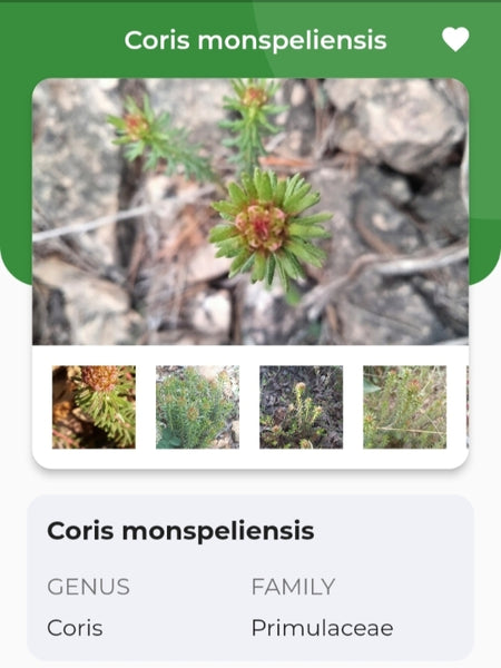 Coris monspeliensis