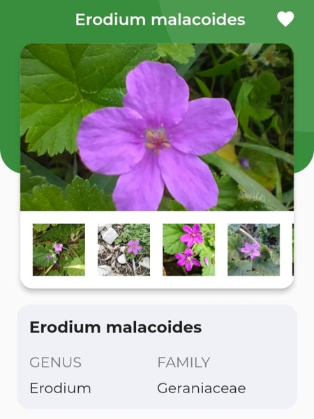 Erodium malacoides