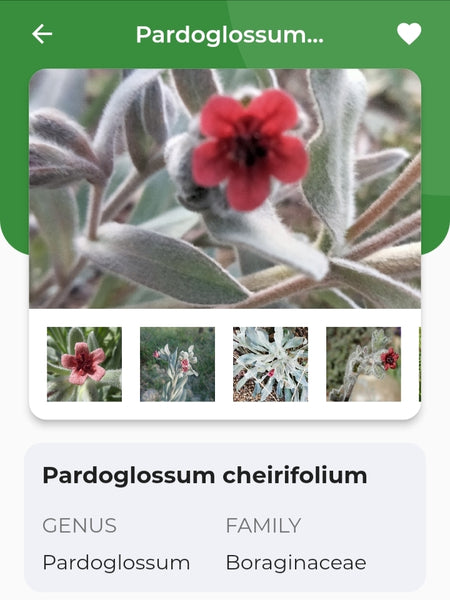 Pardoglossom cheirifolium