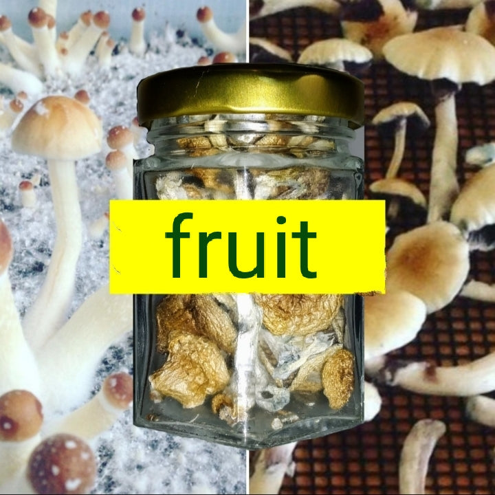 Yew Grove Apothecary ~ mushroom fruit