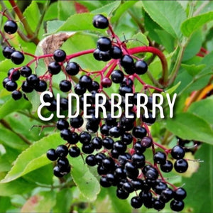 McC Organic ~ elderberry tonic 500mg full spectrum