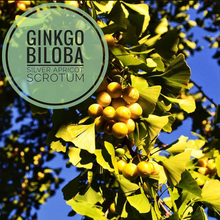 Load image into Gallery viewer, Yew Grove Apothecary ~ ginkgo tincture
