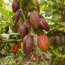 Load image into Gallery viewer, McC Organic ~ ceremonial grade organic cacao
