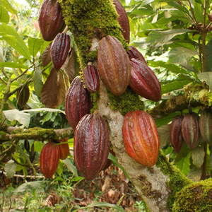McC Organic ~ ceremonial grade organic cacao