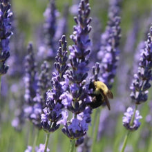 Load image into Gallery viewer, McC Organic ~ lavender honey
