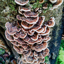 Load image into Gallery viewer, Yew Grove Apothecary ~ turkey tail tincture
